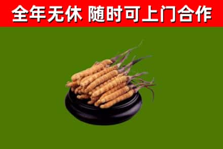 红原县回收冬虫夏草